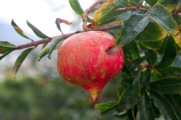 pomegranate on a tree
