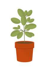 Houseplant flat vector illustration. Houseplants for the interior of the office space, isolated clipart on a white background