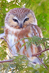 Northern Saw-whet Owl standing on a tree branch, Quebec, Canada