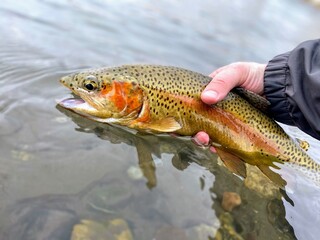 Yellowstone Cutthroat Trout