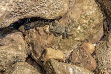 Mediterranean crabs above the rocks