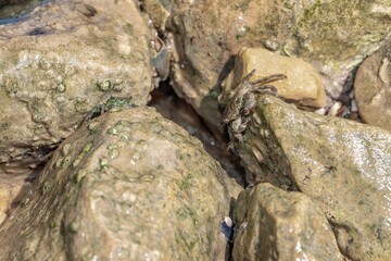 Mediterranean crabs above the rocks