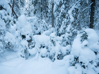 Forest covered with fresh thick snow in winter