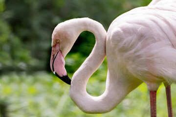 Naklejka premium flamingo