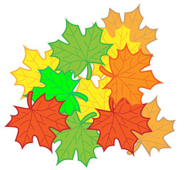 Autumn leaves isolated on white background