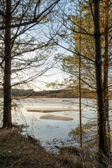 The coastline of a forest lake with dry grass and pine trees without snow. The last ice floes are floating in the lake. The lake is covered with ice melting in the sun