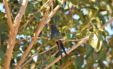 Beija-flor-tesoura
