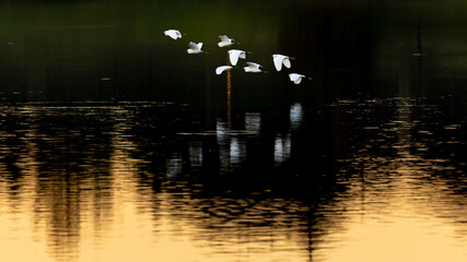 Bird reflection and low fly over the lake