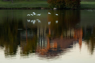 Bird reflection and low fly over the lake