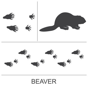 Silhouette of a beaver and prints of the hind and fore paws. Vector illustration on a white background.