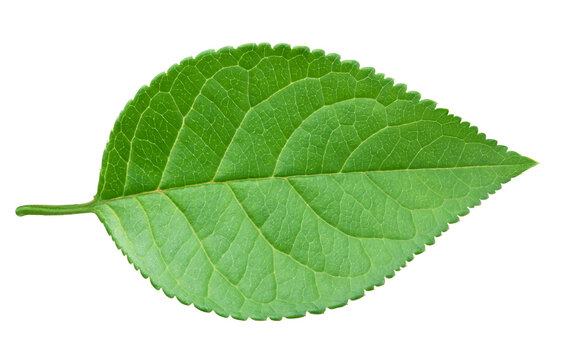 green leaf Free Photo Download