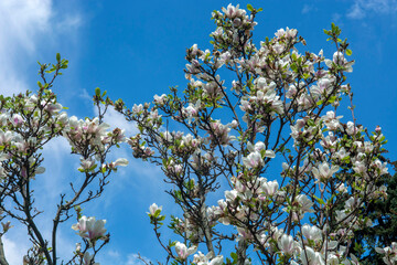 spring magnolia flowers
