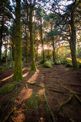 Fototapete bei efototapeten.de bestellen   