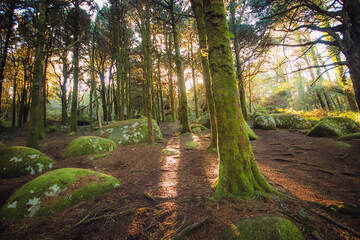 Fototapete bei efototapeten.de bestellen   