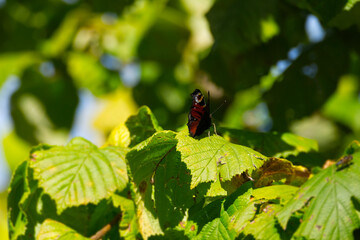 European peacock butterfly (Aglais io) sitting on leaf in Zurich, Switzerland