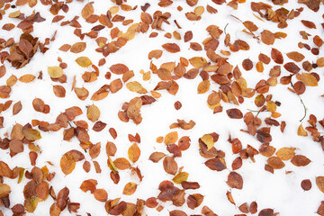 Collection of autumn leaves isolated over thin layer of snow. Ocher colors on white background. Top view, flat lay.