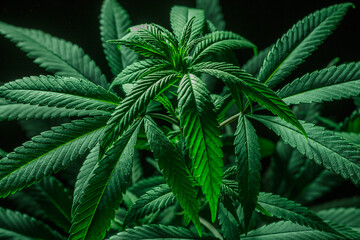 Mature marijuana plant with bud and leaves. Marijuana plant texture on an indoor cannabis farm.The...