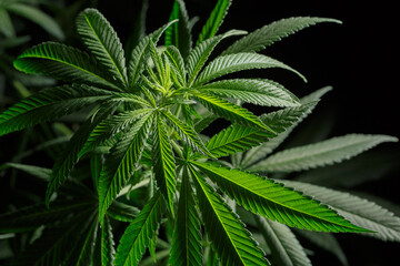 Mature marijuana plant with bud and leaves. Marijuana plant texture on an indoor cannabis farm.The concept of Indoor grow marijuana.   medical marijuana concept,alternative herb medicine.