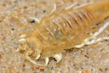 Head of benthic isopod crustacean (Saduria entomon) on the sandy ground from the Baltic sea