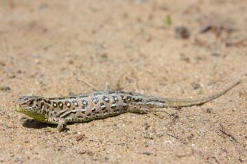 The sand lizard (Lacerta agilis) female on a sandy beach in natural habitat