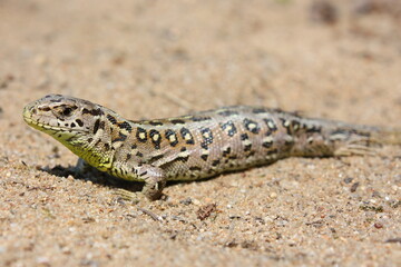 The sand lizard (Lacerta agilis) female on a sandy beach in natural habitat