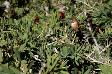 hummingbird perched on a branch