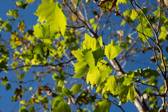 bright green sycamore leaves with a blue sky