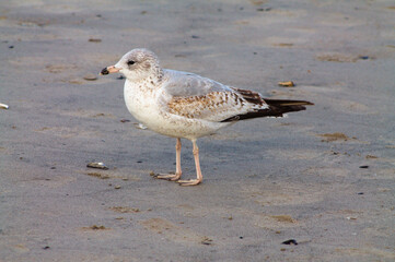 seagull on the sand