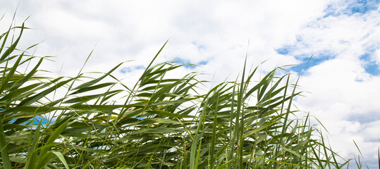 Green reeds in clear windy weather in summer, isolated blue sky