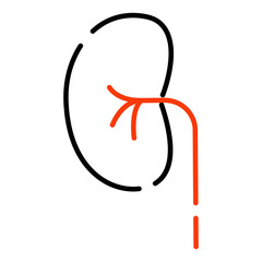 Kidney