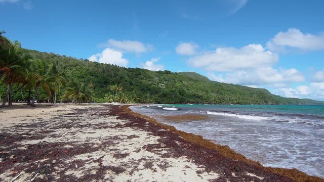 Cote d'Azur of the Caribbean Sea on a summer morning. Sandy wild beach with brown sargasses. Tropical palms grow skyward to white clouds in the blue sky over the green hilly peninsula.