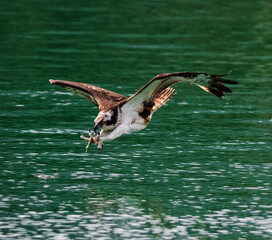 osprey catching fish