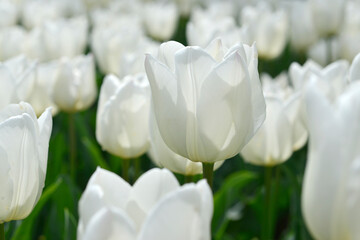 白いチューリップ