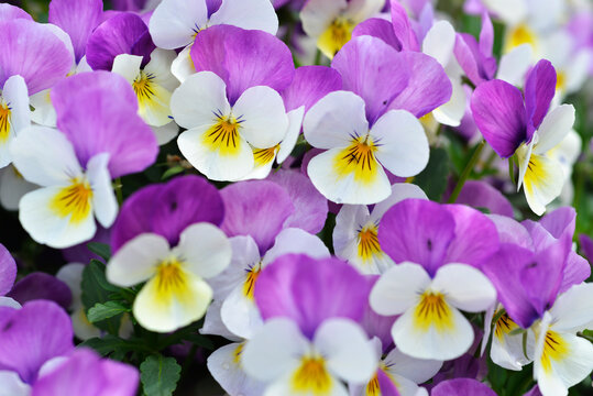 パンジー の画像 84 239 件の Stock 写真 ベクターおよびビデオ Adobe Stock