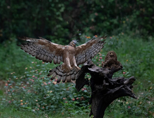 Honey Buzzard find a hive