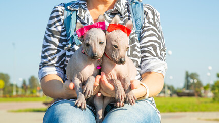  Two cute puppies in the arms of the hostess on the street. Xoloitzcuintle.