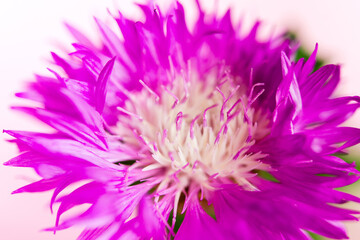 Obraz premium Centaurea cyanus flower close-up on a white background 