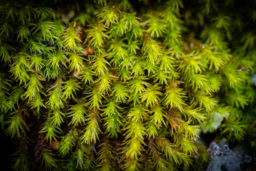 Green moss on wood.