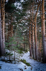 Forest background. Dark forrest nature view. Winter in the mountain.