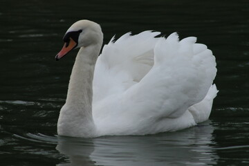 Fototapeta premium cygne