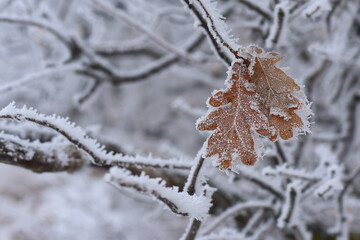 Hoar frost on oak leaves. Frosted leaves background. Oak foliage in the snow