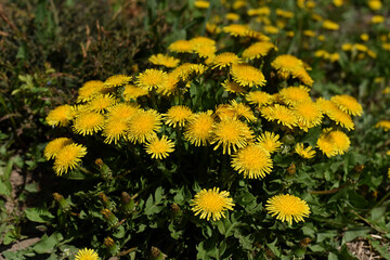 ..Dandelion medicinal (Taraxacum officinale) or taraxacum on the field. Yellow dandelion flowers with green leaves in sunlight. Colorful spring background
