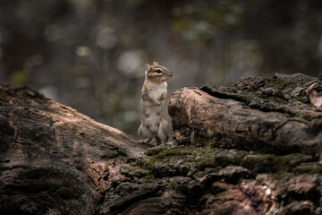 Chipmunk