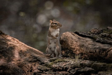 Chipmunk
