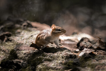 Chipmunk