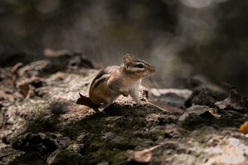 Chipmunk