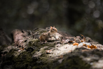 Chipmunk 