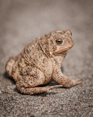 frog on the ground