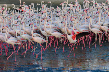 Obraz na płótnie Canvas Flamingo - Ras Al Khor Wildlife Sanctuary, Dubai, UAE