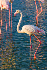 Flamingo - Ras Al Khor Wildlife Sanctuary, Dubai, UAE